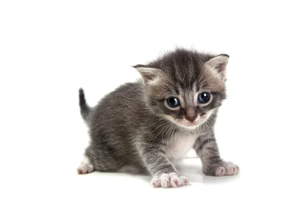 Grey Kitten on White Background Looking at Camera — Stock Photo, Image