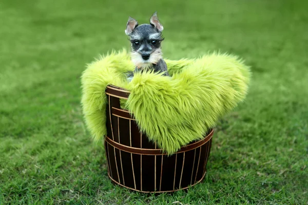 Dwergschnauzer Puppy Outdoors — Stockfoto