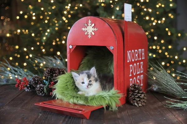 Adorable Kitten Holiday Mas Mailbox Jpg — стоковое фото