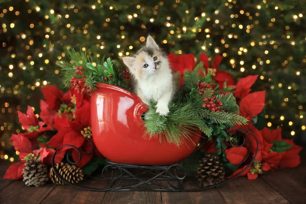 Cute Kitten Holiday Christmas Sleigh — Stock Photo, Image