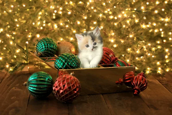 Cute Curious Kitten Ornament Box Christmas — Stock Photo, Image