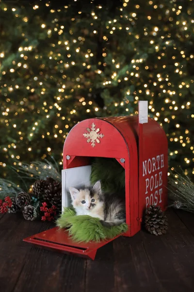 Bedårande Kattunge Jul Mailbox Jpg — Stockfoto