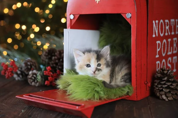 Adorable Kitten Holiday Christmas Mailbox Jpg — Stock Photo, Image