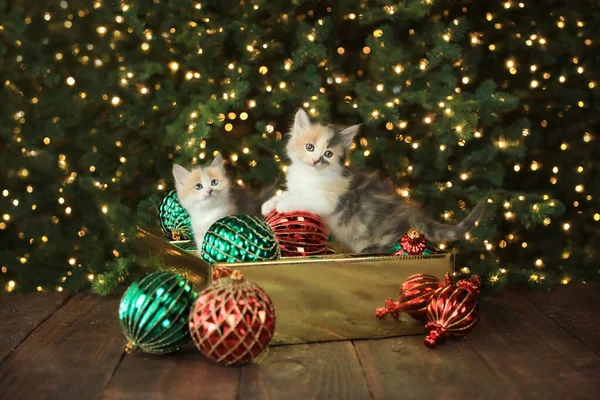 Cute Curious Kittens Ornament Box Christmas — Stock Photo, Image