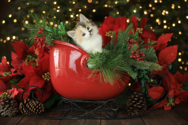 Cute Kitten Holiday Christmas Sleigh — Stock Photo, Image