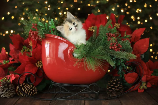 Söta Kattunge Jul Släde — Stockfoto