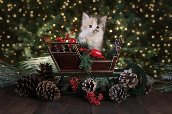 Cute Kitten Holiday Christmas Sleigh — Stock Photo, Image