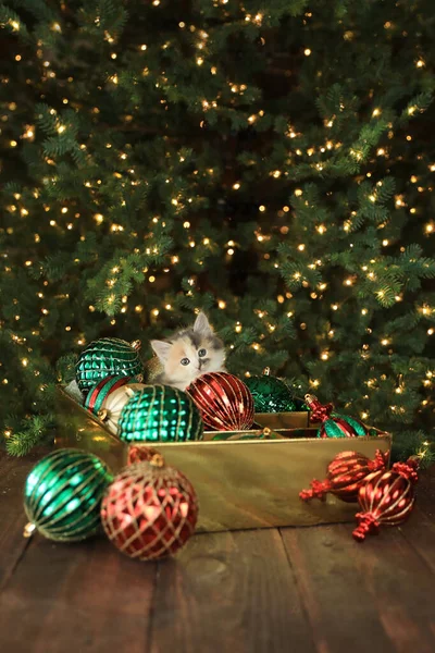 Cute Ciekawy Kotek Pudełku Ozdoba Boże Narodzenie — Zdjęcie stockowe