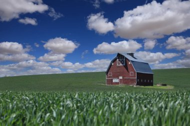 Washington Eyaleti 'nin Palouse Bölgesi' ndeki Kızıl Ahır