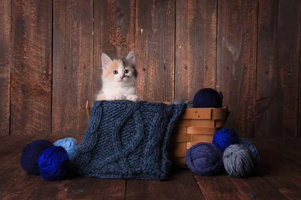 Imádnivaló Calico Cica Egy Kosár Kötés Fonal Fából Háttér — Stock Fotó