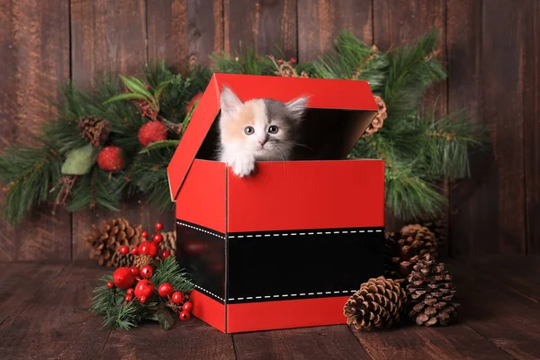Παιχνιδιάρικο Χριστούγεννα Διακοπές Γατάκι Ένα Κουτί Δώρου Σάντα — Φωτογραφία Αρχείου