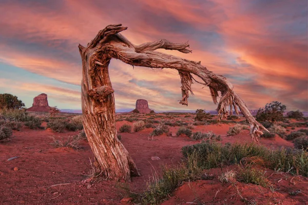 Beautiful Monument Valley Landscape Framed Old Tree — Stock Photo, Image