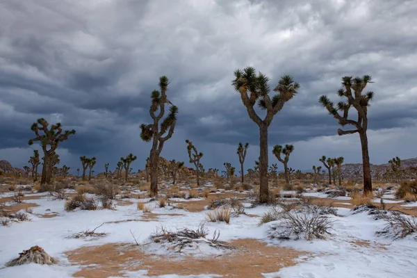 Paisaje Nieve Parque Nacional Joshua Tree Con Árboles Yuca — Foto de Stock