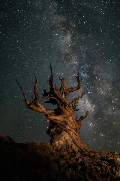 Bristlecone Çam Ormanı Kaliforniya Dan Antik Ağacıyla Samanyolu — Stok fotoğraf