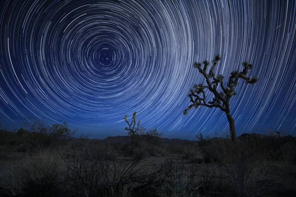 Star Trails Joshua Tree Califórnia Uma Noite Lua Lit — Fotografia de Stock