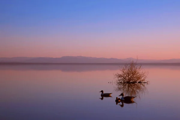 Calma Salton Mar Sereno Escena — Foto de Stock