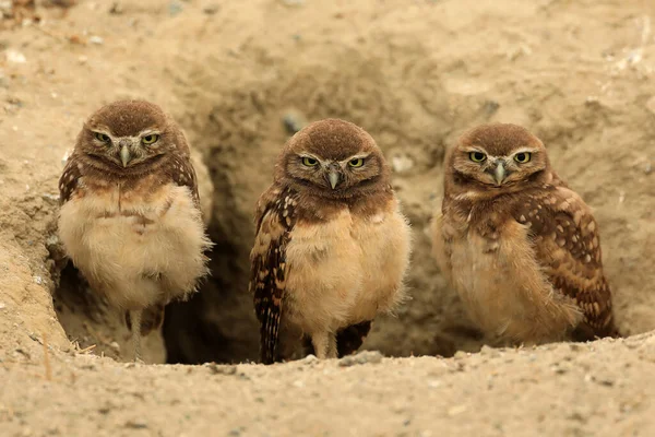 Búhos Entierros Juveniles Sur California Hábitat Silvestre — Foto de Stock