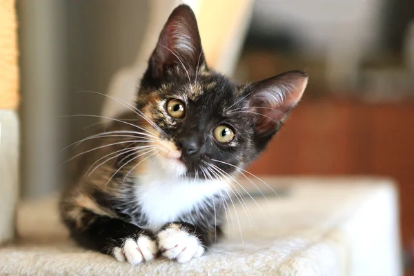 Baby Cat Sitting on Play Tower in Natural Light — Stock Photo, Image