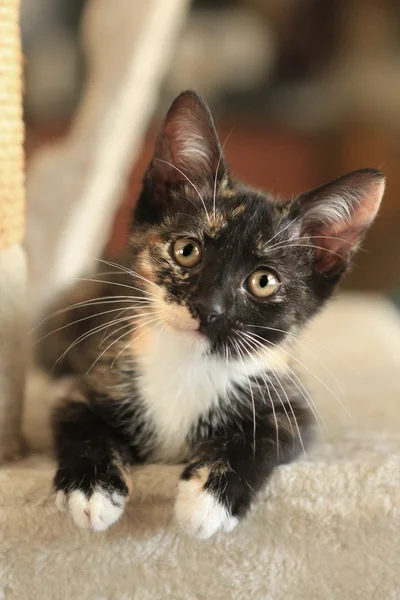 Baby katt sitter på spela Tower i dagsljus — Stockfoto