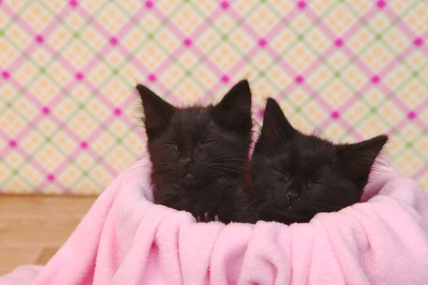 Lindos gatitos negros sobre fondo bonito rosa —  Fotos de Stock