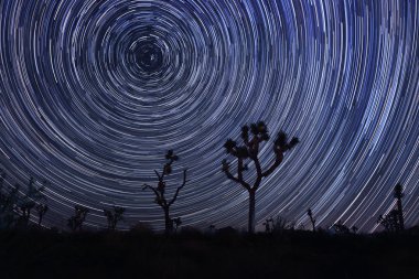 Star Trails and Milky Way in Joshua Tree National Park clipart