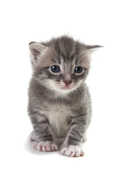 Kitten on White Background — Stock Photo, Image