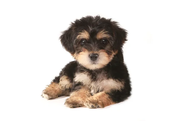 Kleine miniatuur theekopje yorkie pup op witte achtergrond — Stockfoto