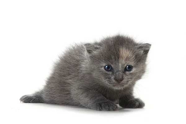 Kitten on White Background — Stock Photo, Image