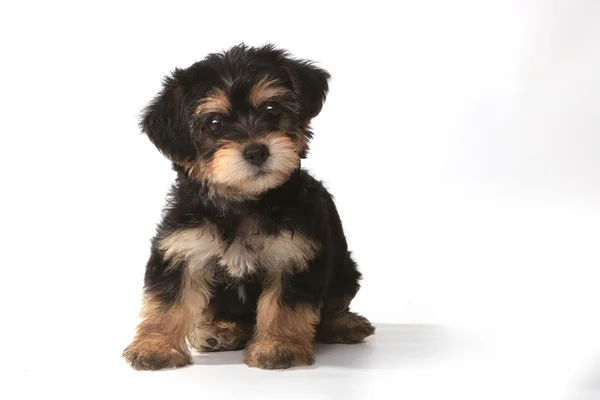 Kleine miniatuur theekopje yorkie pup op witte achtergrond — Stockfoto