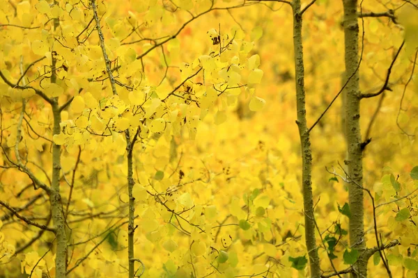 Colores de Otoño en las Montañas Sierra California — Foto de Stock