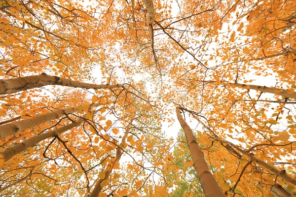 Herbstfarben in den Sierra-Bergen Kaliforniens — Stockfoto