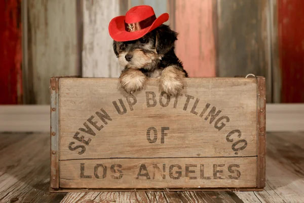 Mignon Teacup Yorkie chiot dans des décors adorables et accessoire pour Cale — Photo