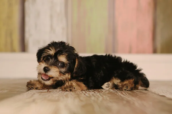 Cute Teacup Yorkie Puppy in Adorable Backdrops and Prop for Cale — Stok Foto