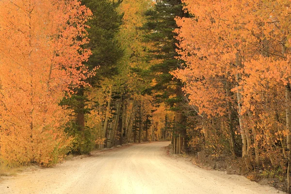 Colores de Otoño en las Montañas Sierra California — Foto de Stock