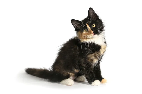 Bedårande långhåriga inhemska kattunge med en Split-Face — Stockfoto