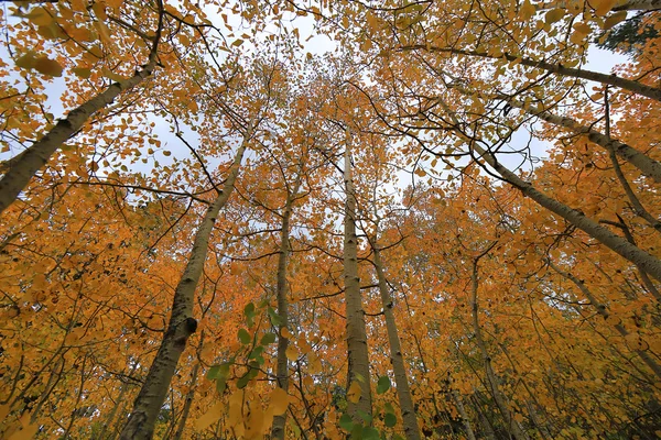 Couleurs d'automne dans les montagnes de Sierra en Californie — Photo
