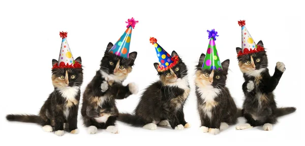 5 gatitos en un fondo blanco con sombreros de cumpleaños — Foto de Stock