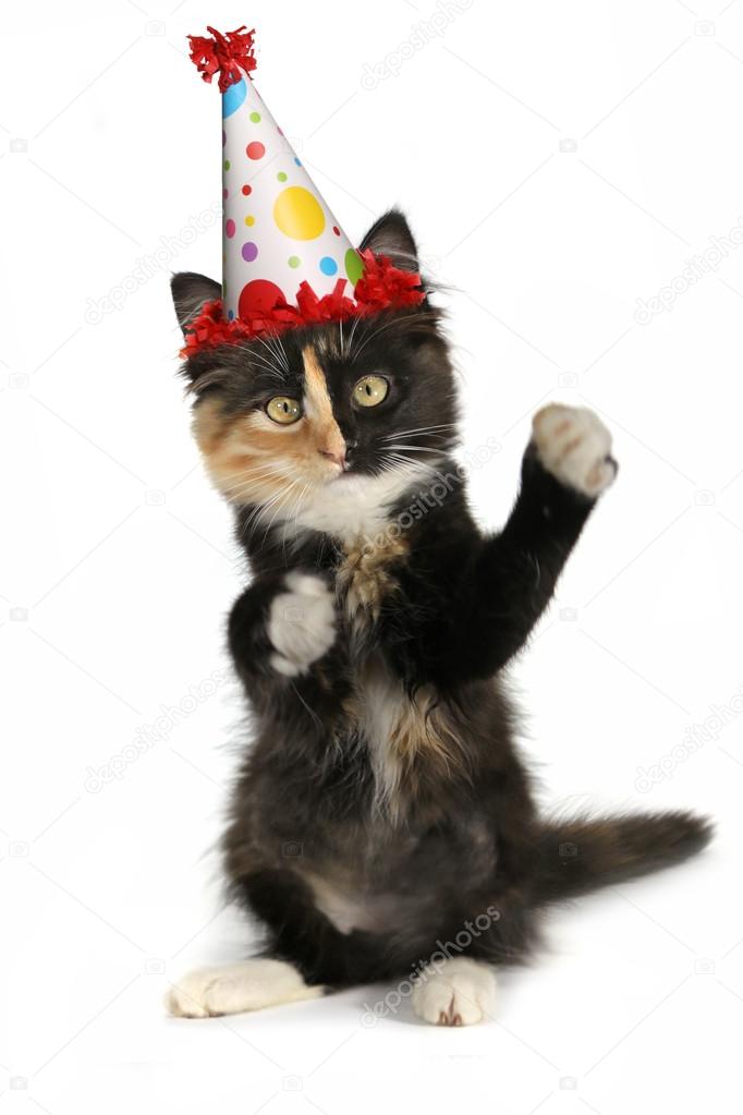 Adorable Kitten on a White Background With Birthday Hat