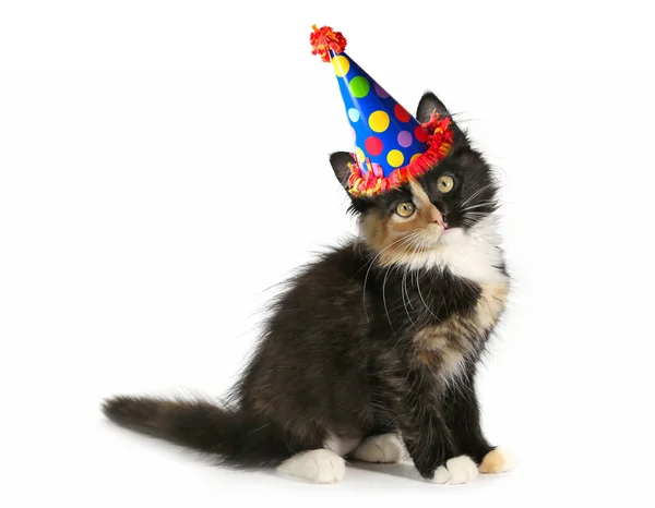 Adorable gatito en un fondo blanco con sombrero de cumpleaños —  Fotos de Stock