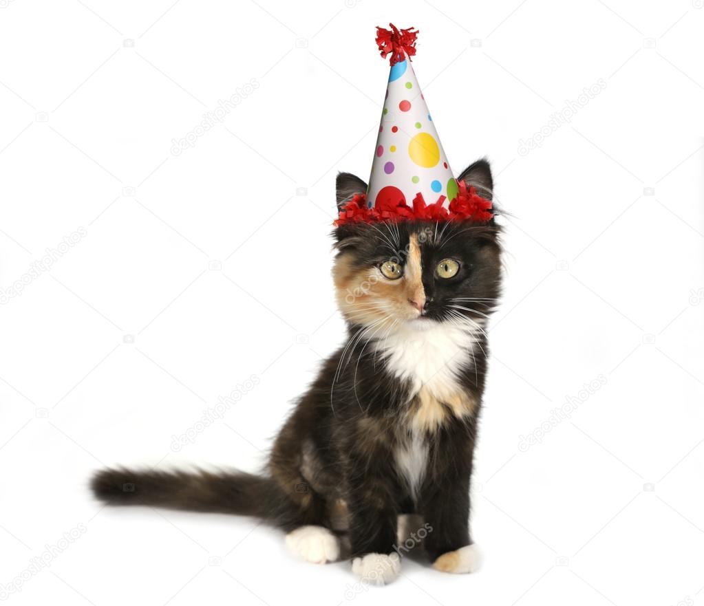 Adorable Kitten on a White Background With Birthday Hat