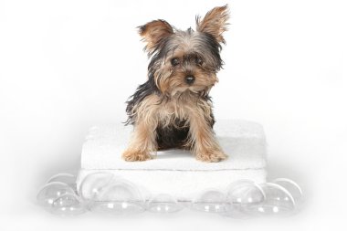 Teacup Yorkshire Terriers on White Bathing clipart