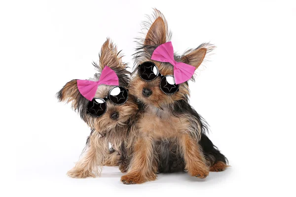 Yorkshire Terrier Filhotes de cachorro vestidos em rosa — Fotografia de Stock