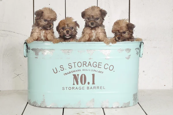 Teacup Yorkshire Terriers en el ajuste del calendario — Foto de Stock