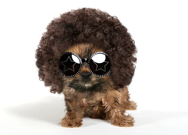 Szczenię Yorkshire Terrier noszenia Afro i okulary przeciwsłoneczne — Zdjęcie stockowe