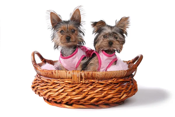 Yorkshire Terrier yavruları giyinmiş pembe — Stok fotoğraf