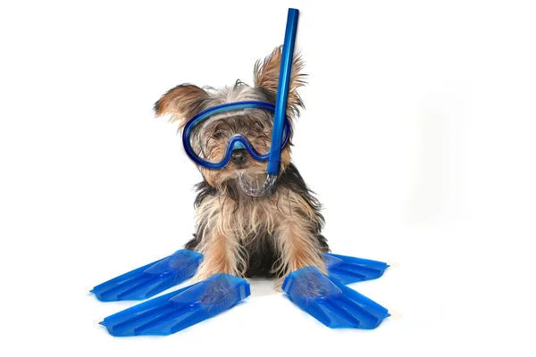 Beach Themed Yorkshire Terrier — Stock Photo, Image