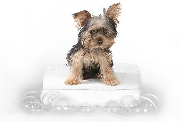 Tekopp Yorkshire Terrier på vita bad — Stockfoto