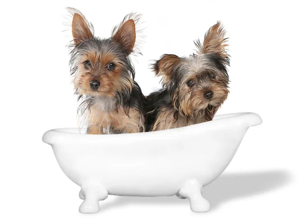 Teacup Yorkshire Terriers en el baño blanco —  Fotos de Stock