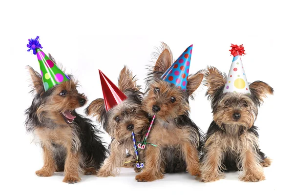 Birthday Theme Yorkshire Terrier Puppies on White — Stock Photo, Image