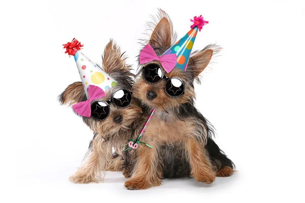 Aniversário tema Yorkshire Terrier Filhotes em branco Fotos De Bancos De Imagens Sem Royalties